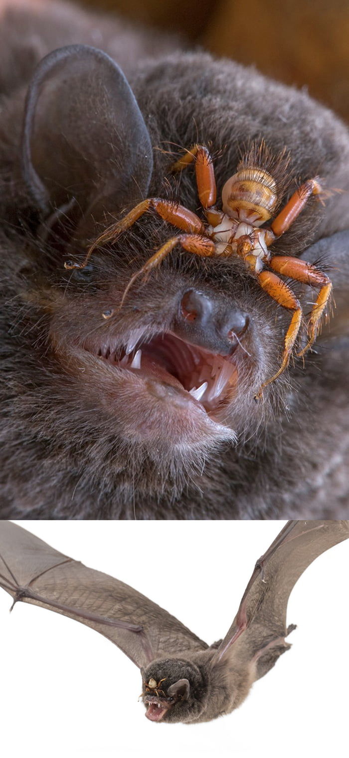 Bat and a cute facehugger parasite fly on its face. Amazing picture of Piotr Naskrecki. 9GAG