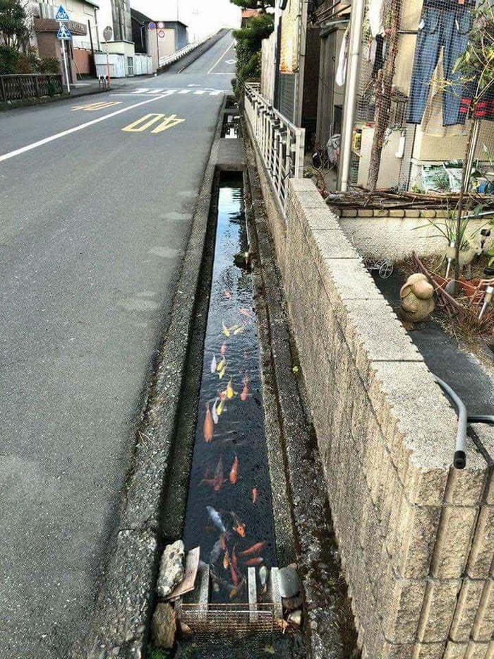 The drainage channels in Japan are so clean that fish can live in them