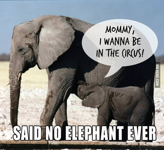 SAID BY NO ELEPHANT EVER... - 9GAG