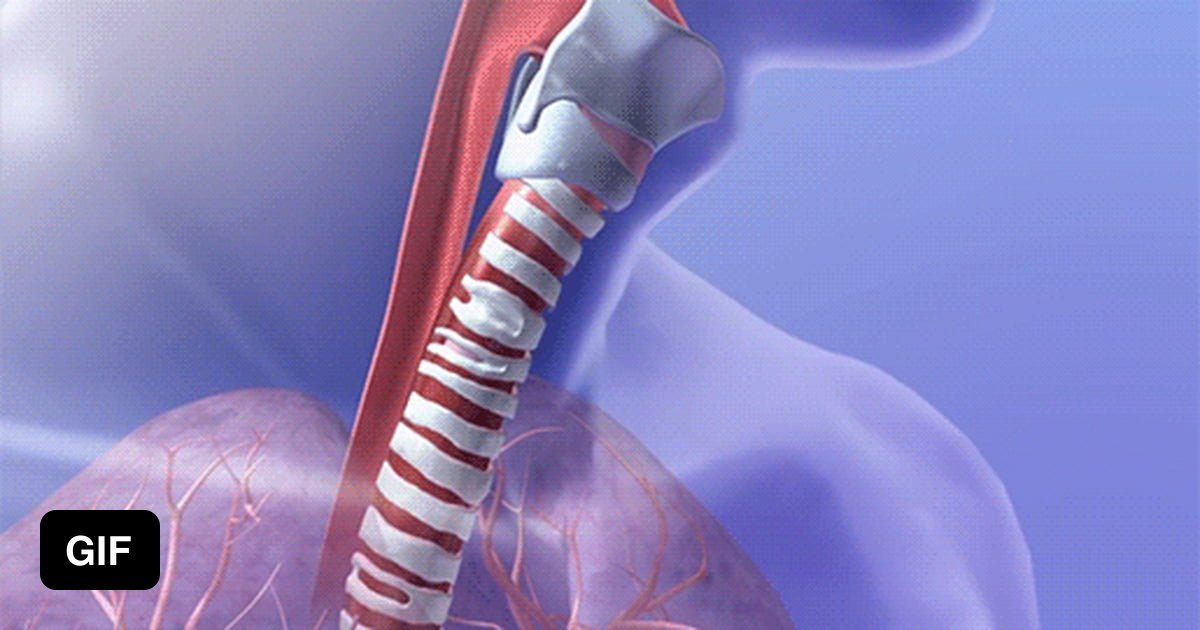 how-epiglottis-prevents-food-from-entering-the-trachea-when-swallowing