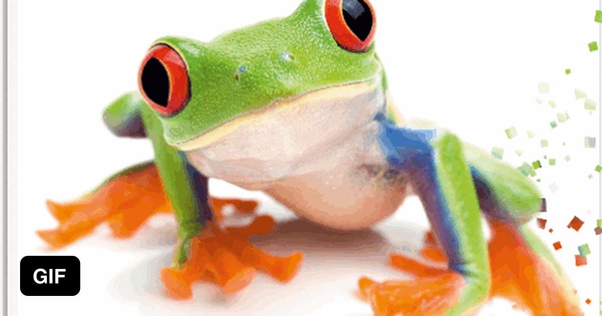 You already missing frogs? 9GAG