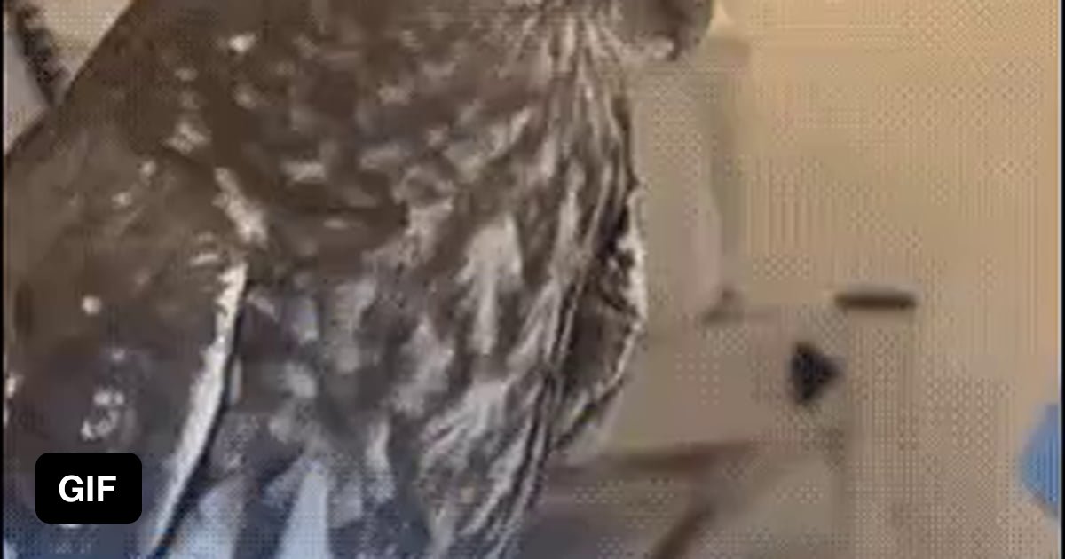 This cracks me up every time. - 9GAG