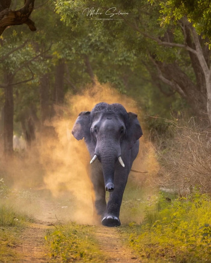 A stunning Asian elephant from Jim Corbett National park, India. (via mihirsutaria_photography