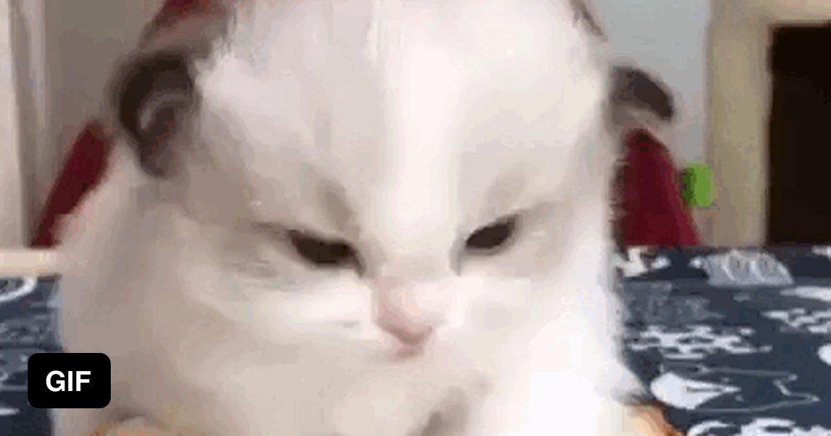 Bread cat - 9GAG
