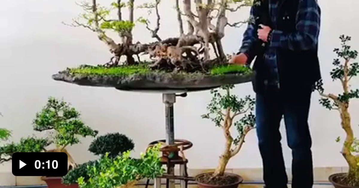 This guy's bonsai trees 9GAG