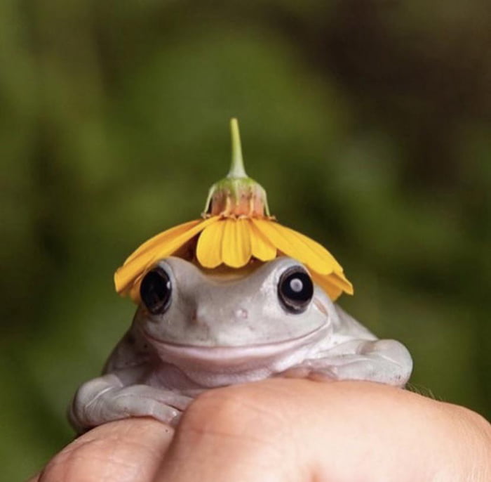 Heres A Frog With A Flower Hat To Brighten Your Daynight 9gag