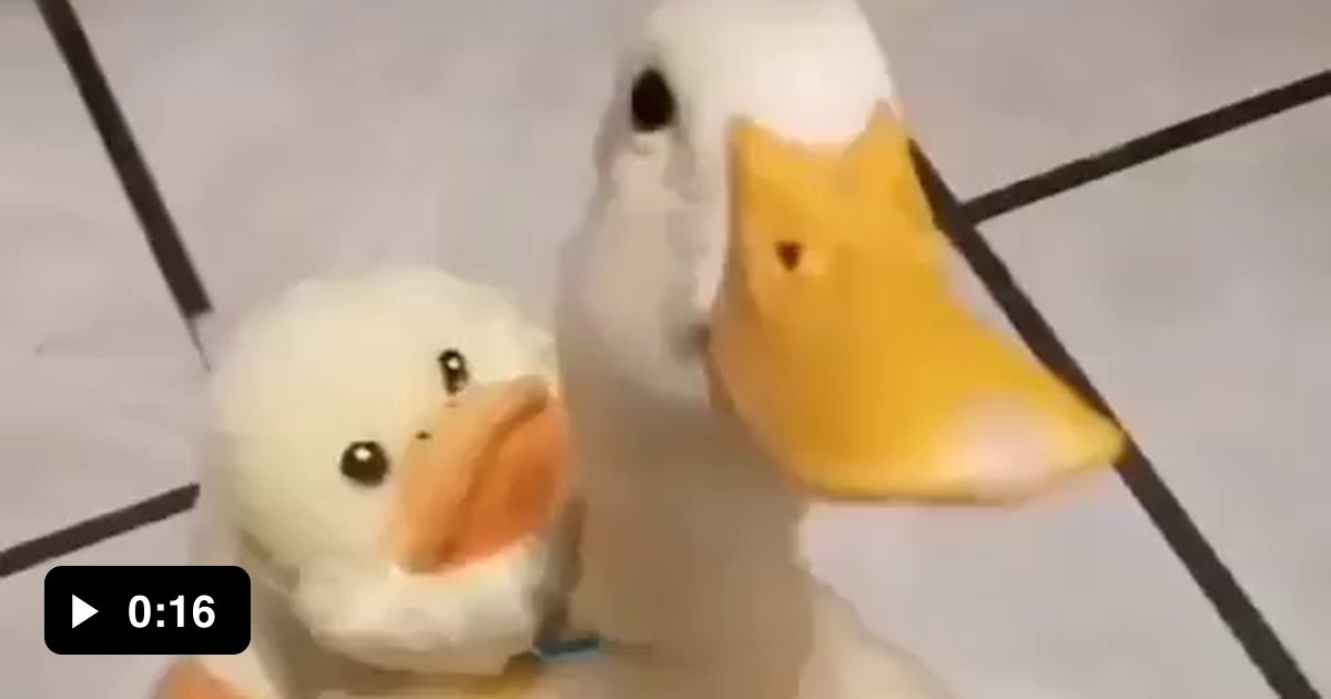 Duck with duck backpack 9GAG
