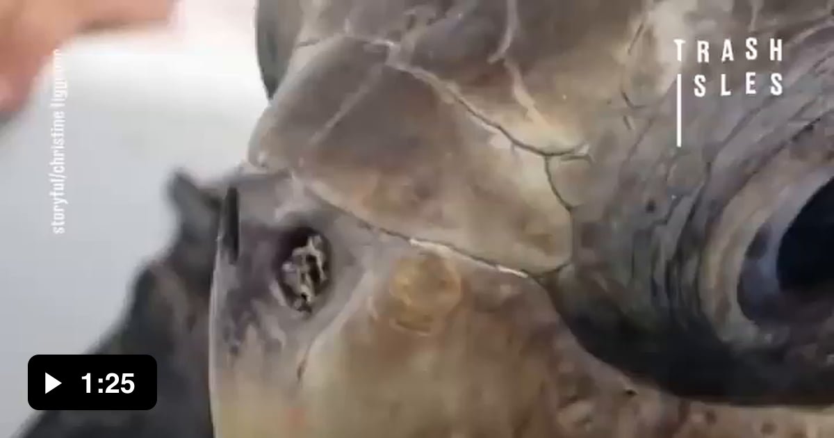 Turtle Gets Plastic Straw Removed From Its Nose By Rescuers 9GAG