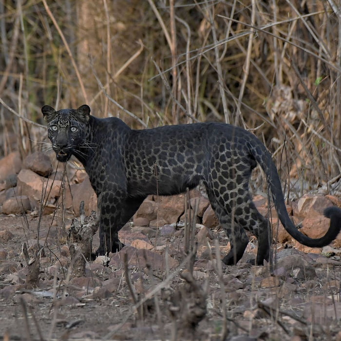 Rare and stunning black leopard in India. - 9GAG