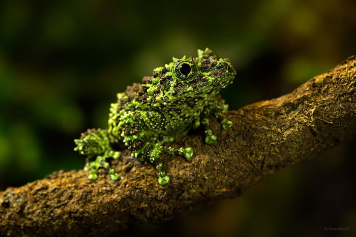 The Vietnamese Mossy Frog - Endangered Due to Deforestation - 9GAG