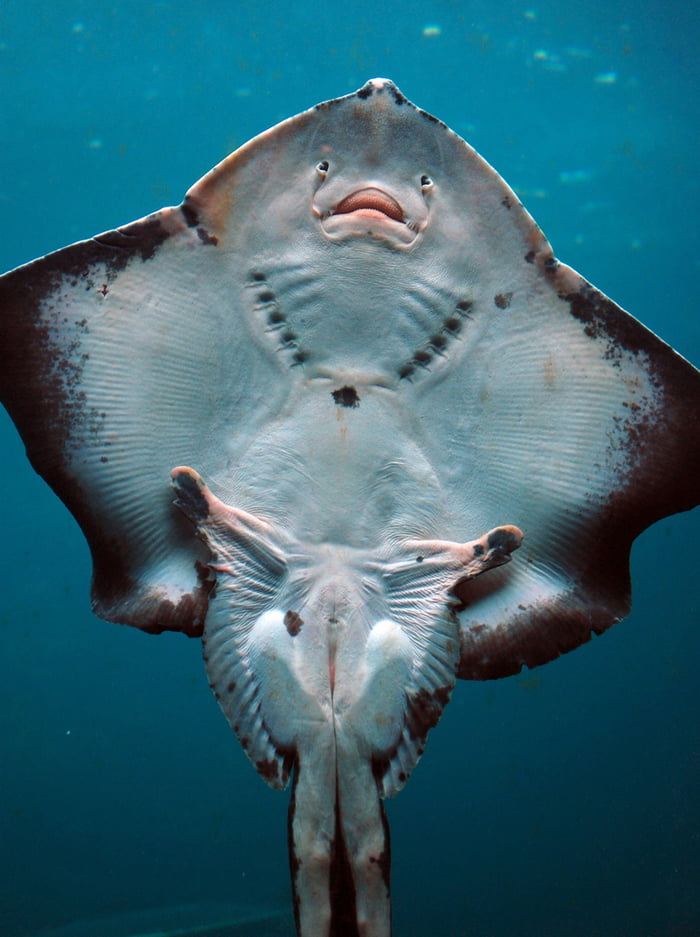 Underside Of A Stingray - 9gag