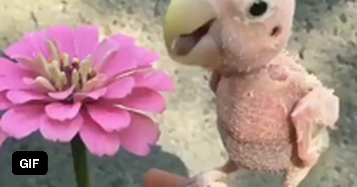 So ugly it’s cute - 9GAG