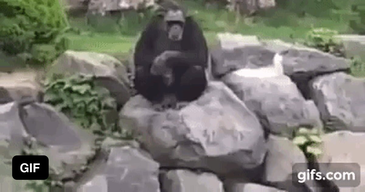 This Chimp Knows Best - 9GAG