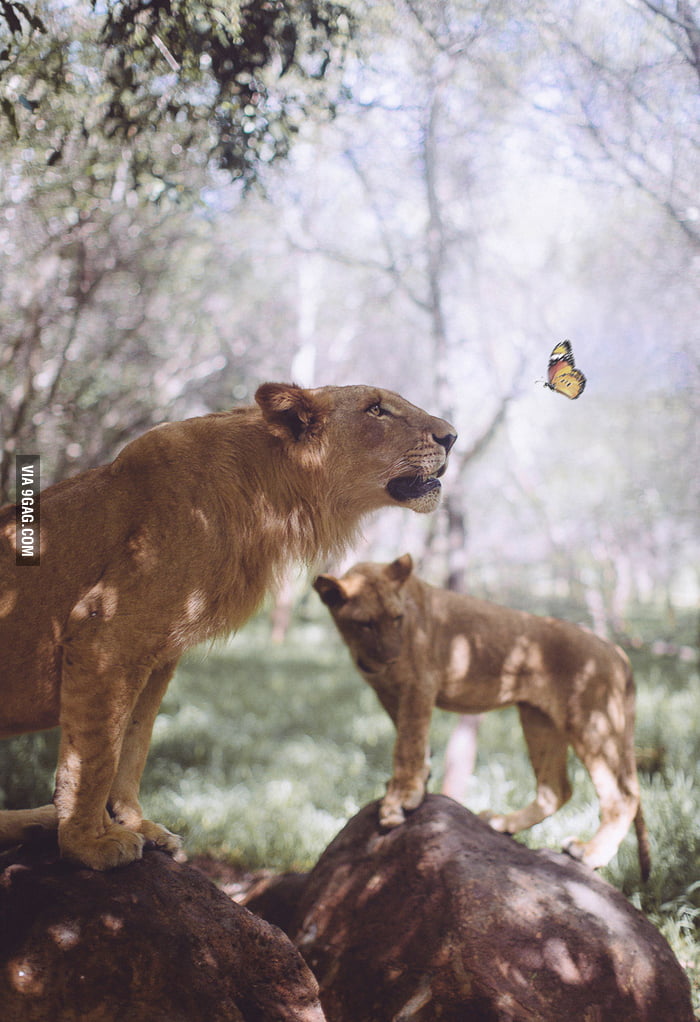 the butterfly and the lion