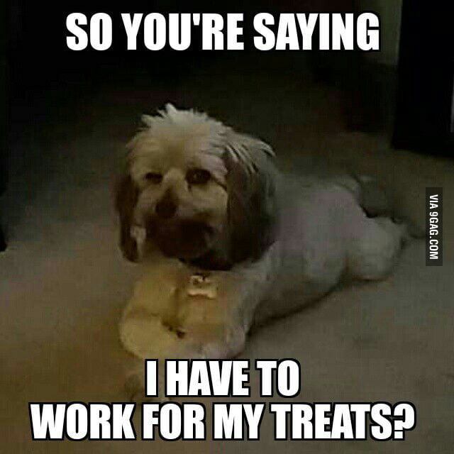 Sassy dog - 9GAG