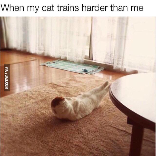 When my cat trains harder than me 9GAG