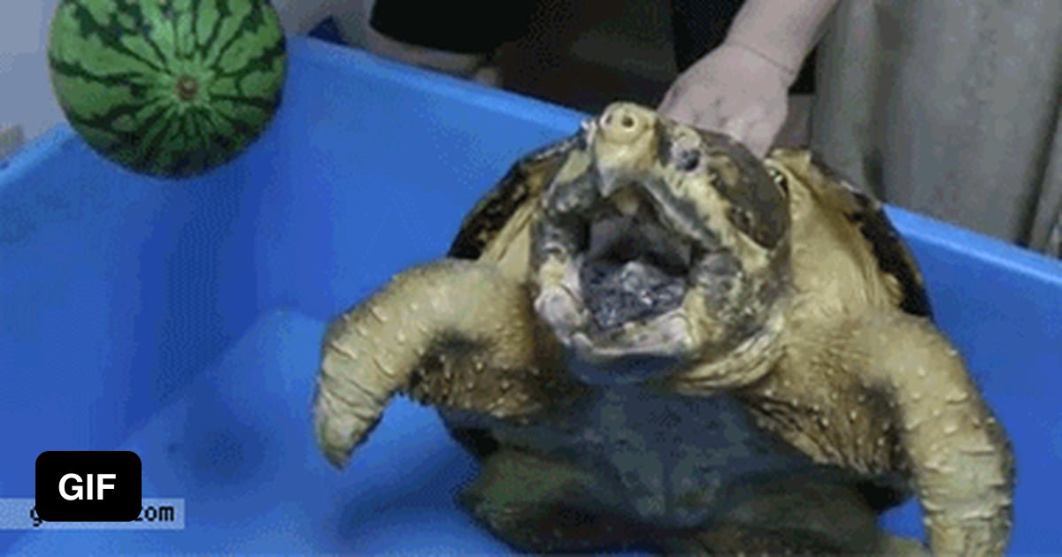 Snapping Turtle Vs Watermelon 9gag 