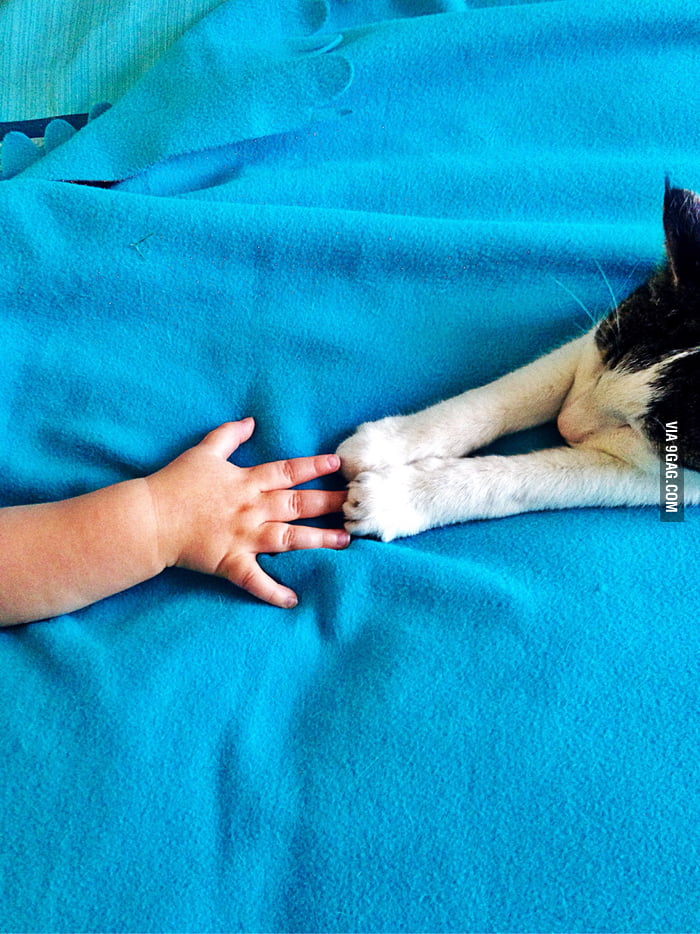 Little paws. 9GAG