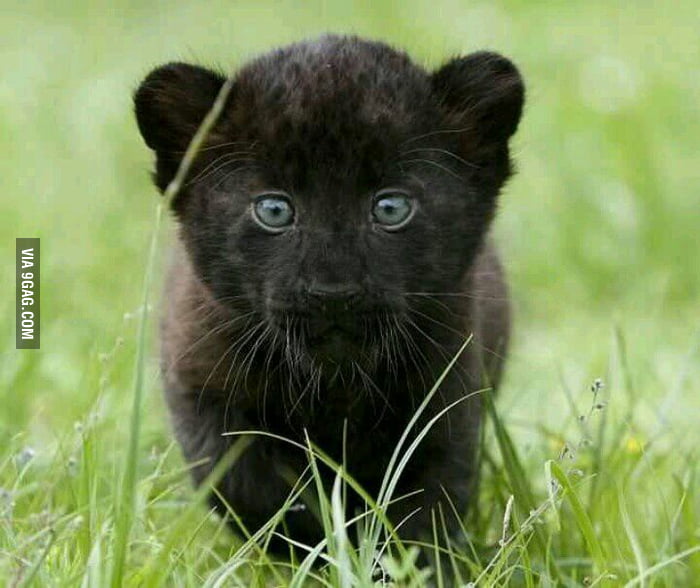 black baby tiger