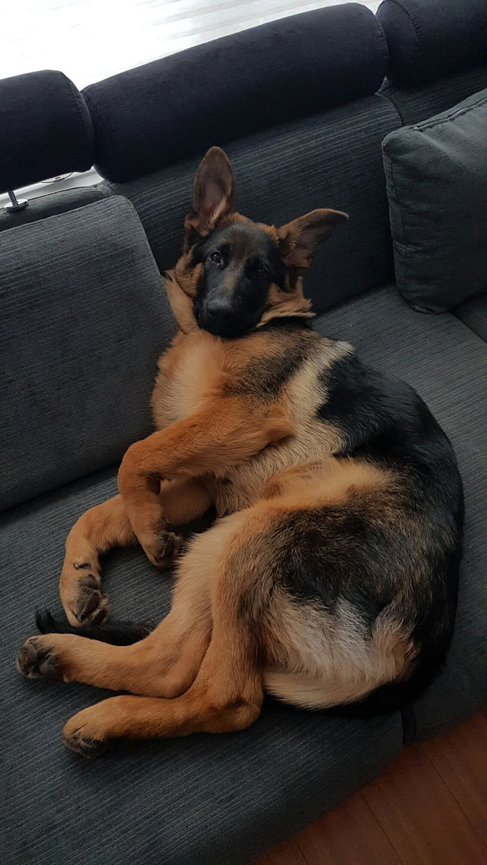 My Austrian Shepherd (german shepherd Kangaroo mix) - 9GAG