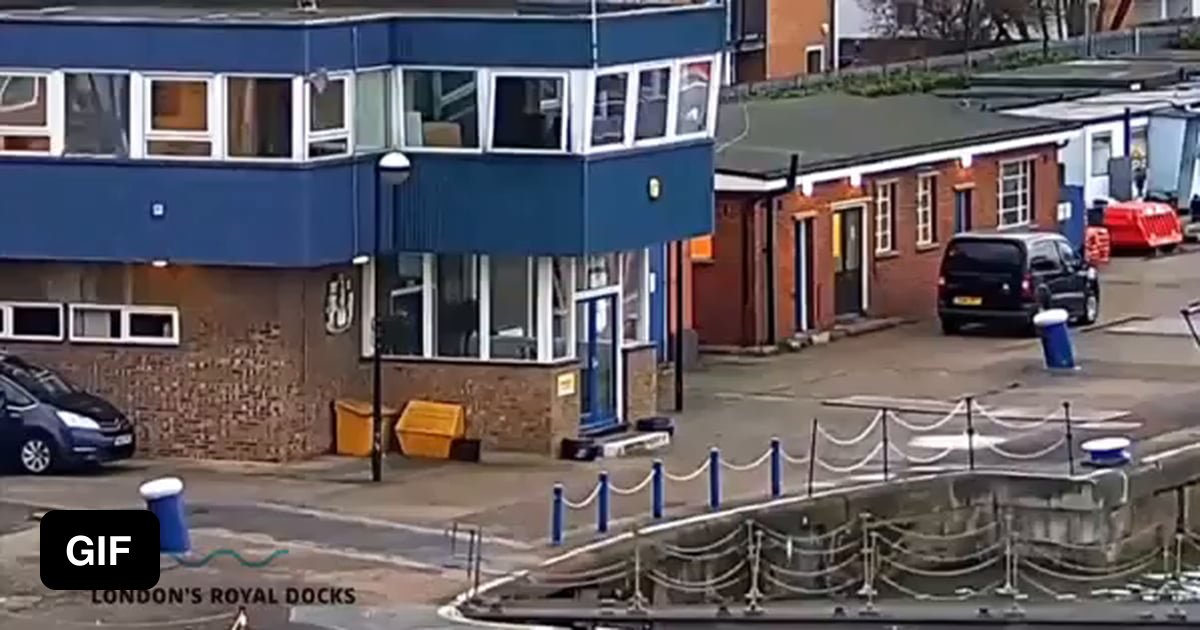 Man saves cat from drowning in Thames river - 9GAG