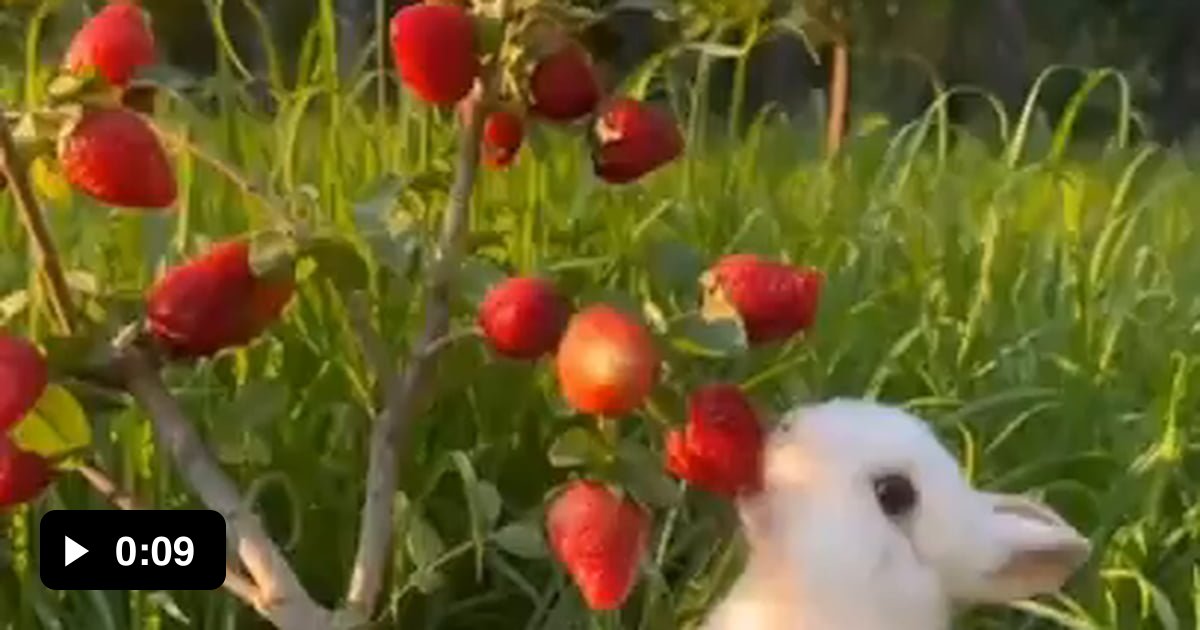 A rabbit that loves to eat strawberries. - 9GAG