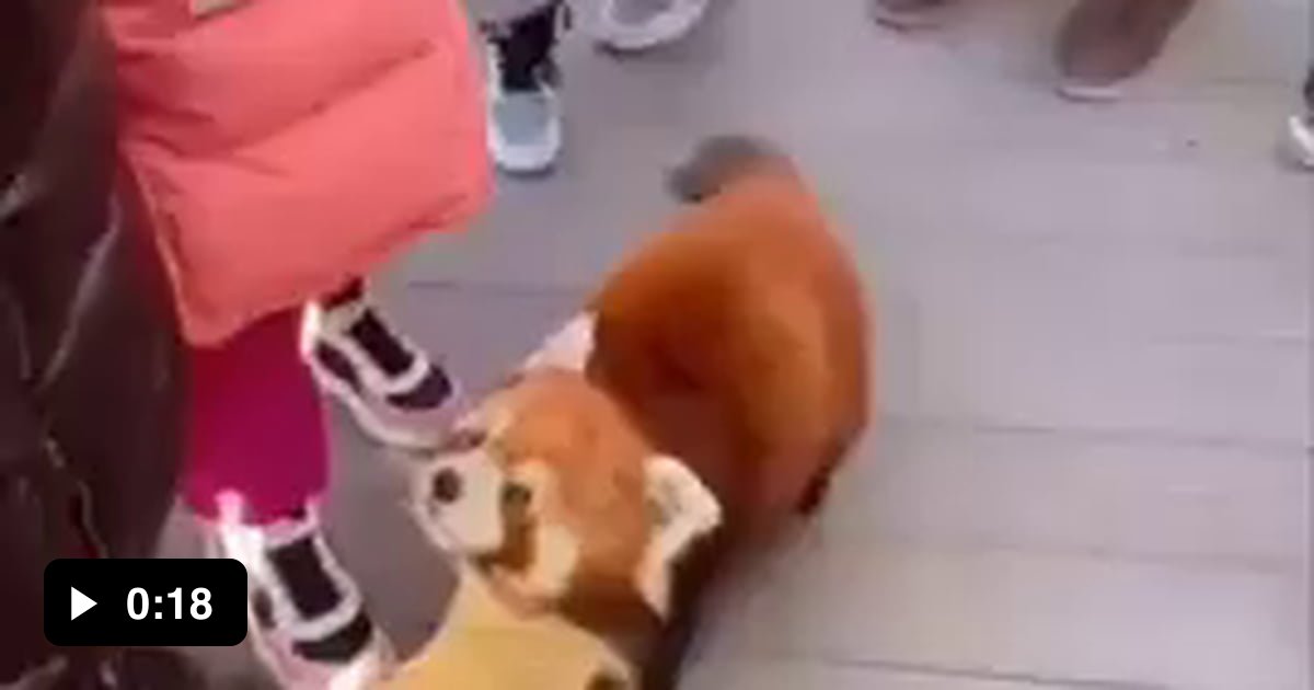 Hug A Red Panda Red Panda wants a hug - 9GAG