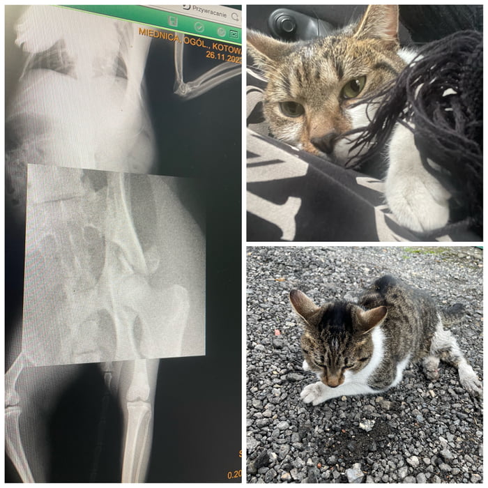 Humans are shit. Guy hit her with a car and drove away. No proanimal