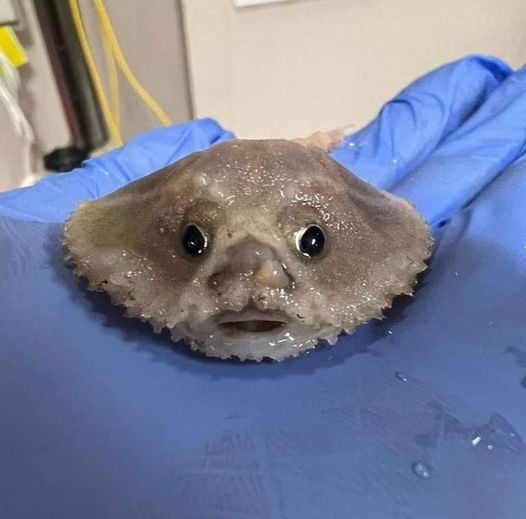 Deep Sea Batfish