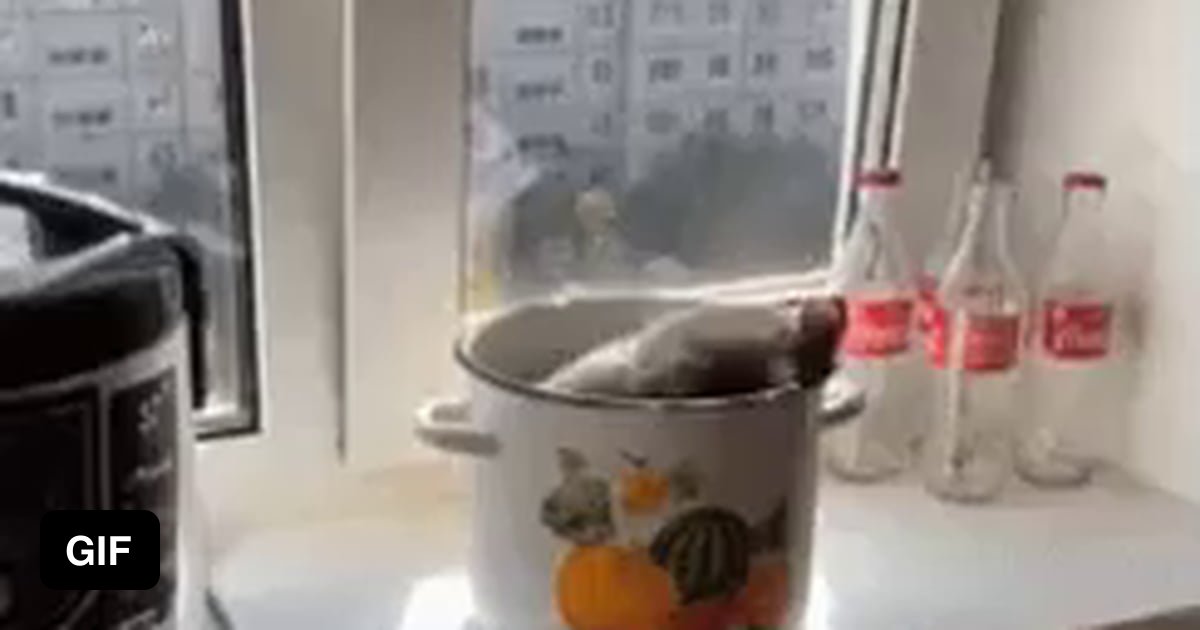 Cat loading reaction - 9GAG