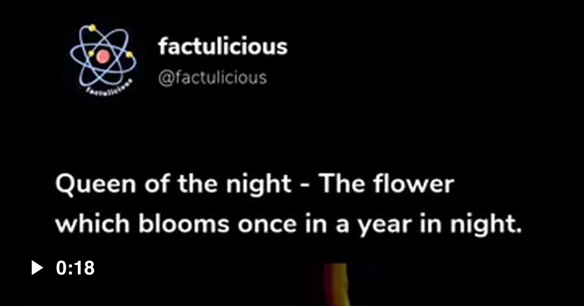 The Queen of the Night flower, also known as Epiphyllum Oxypetalum, is