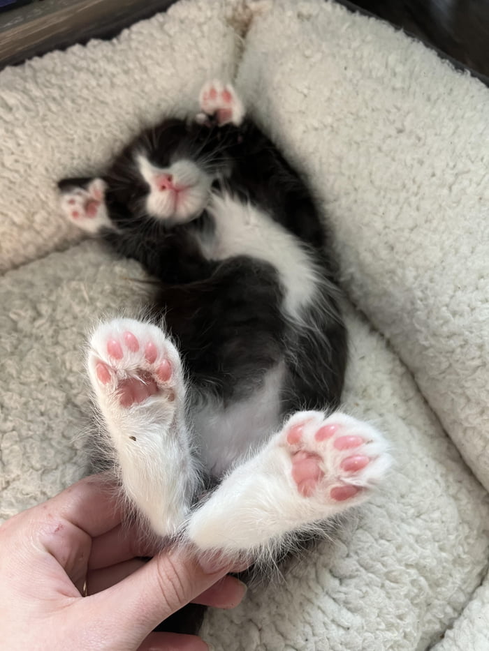 Polydactyl toe bean appreciation - 9GAG