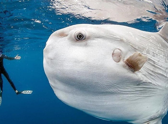 Ocean Sunfish is the boniest fish. Its brain is the size of three human ...