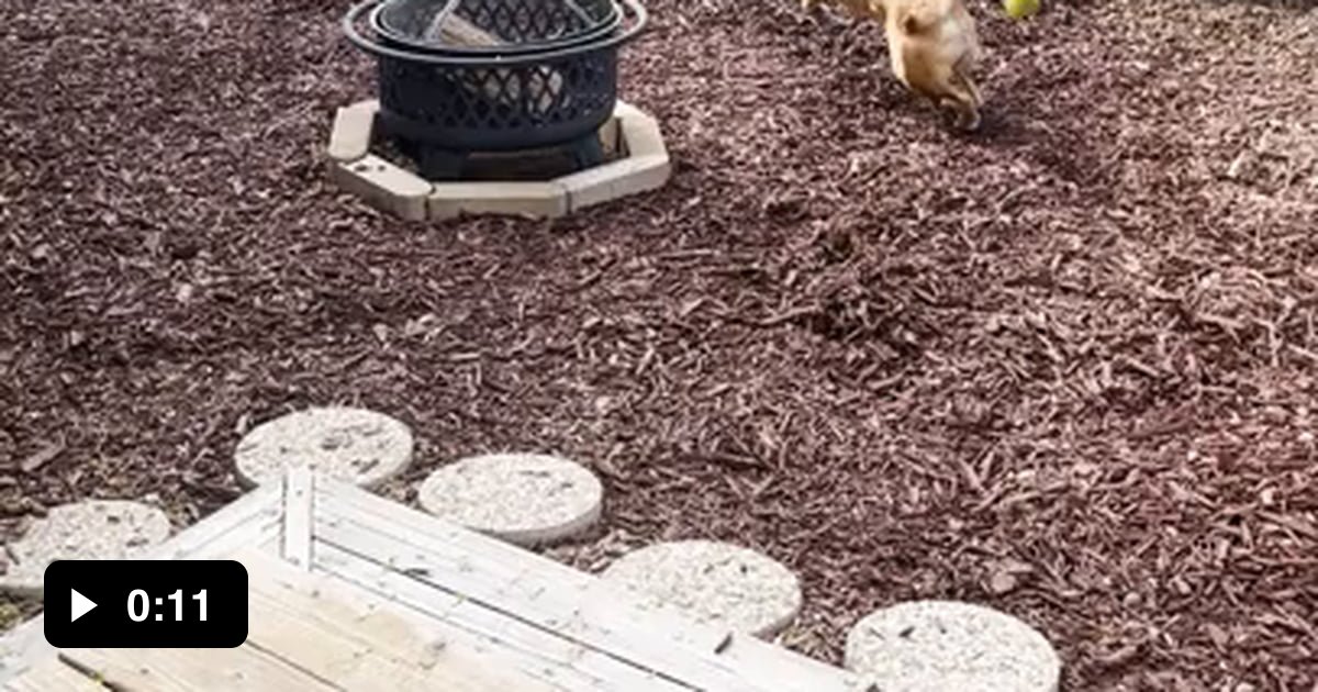 Cones cant keep a dingo down 9GAG