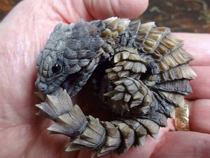 The armadillo girdled lizard is a species of lizard in the family ...