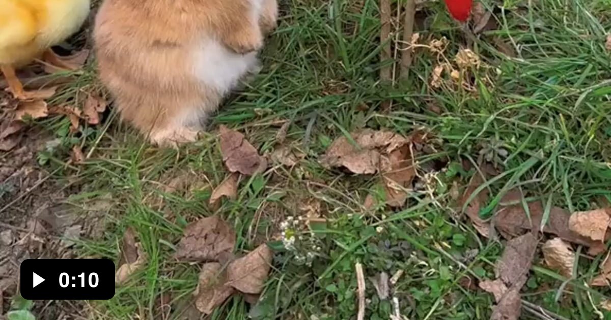 Bunny eating strawberries - 9GAG