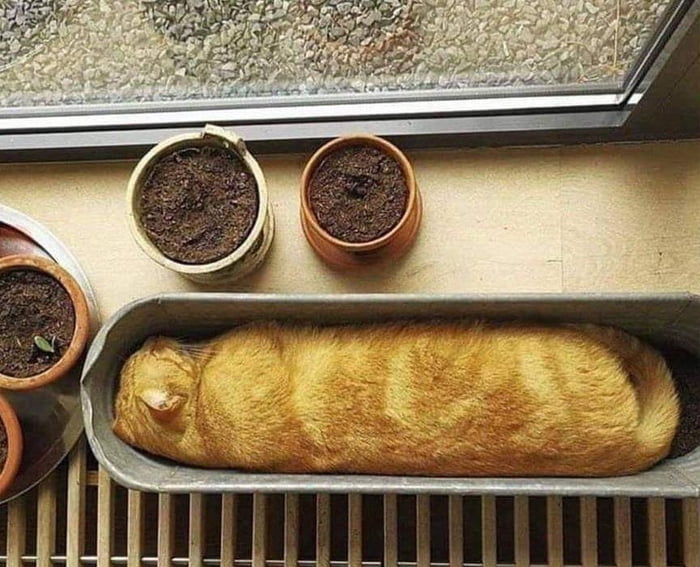 A pure bread cat - 9GAG