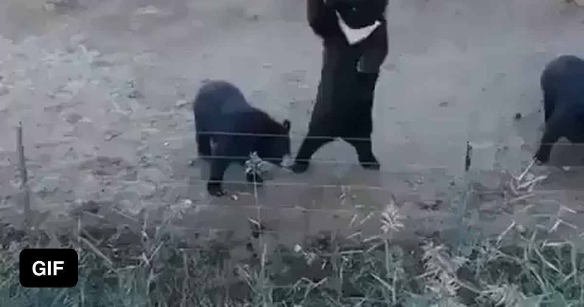 Sun bears humans in disguise - 9GAG