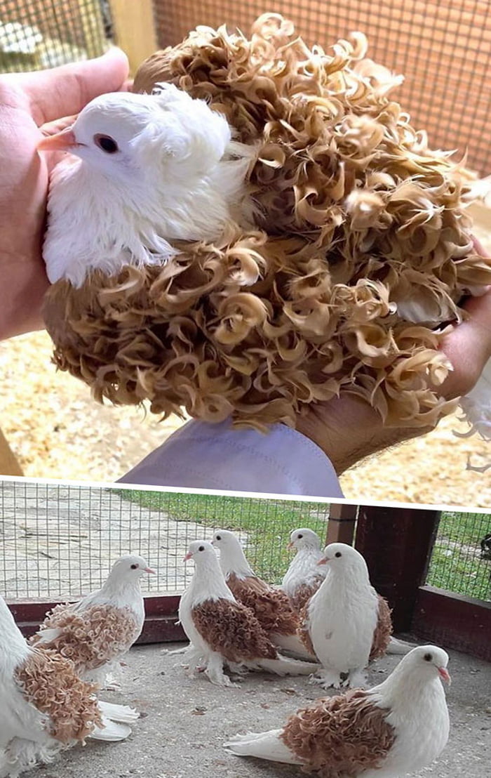 These Curly Feather Pigeons - 9GAG