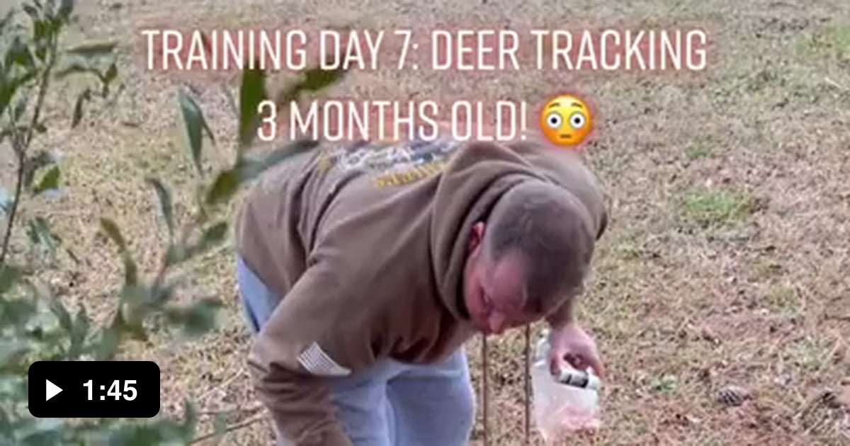 3-month-old-hunting-puppy-training-9gag