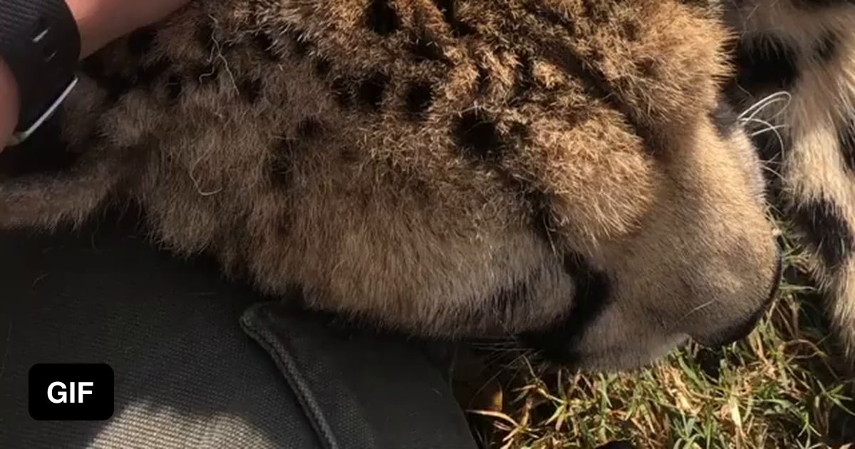 Big cats have weak spots too 9GAG