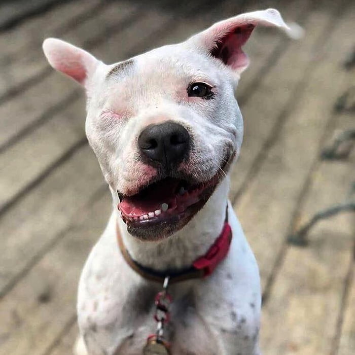 This dog name is Bubbles, when he was 6 Months old, he was shot in the