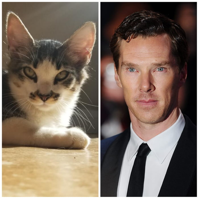 This Cat's Eyes Sorta Remind Me Of Benedict Cumberbatch - 9gag