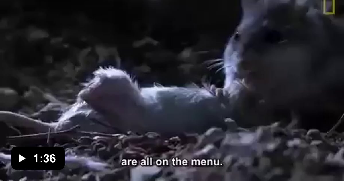 The Werewolf Mouse 9GAG