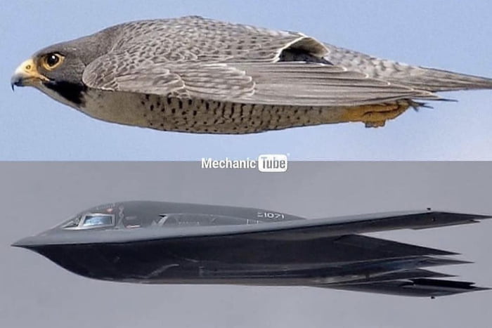 The Striking Similarity Between The Profiles Of A Peregrine Falcon And ...