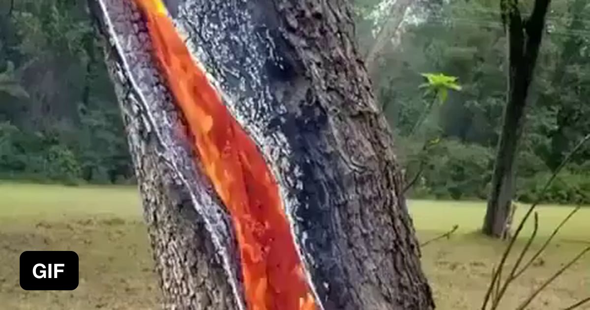 Tree Burning After Being Struck By Lightning 9gag 