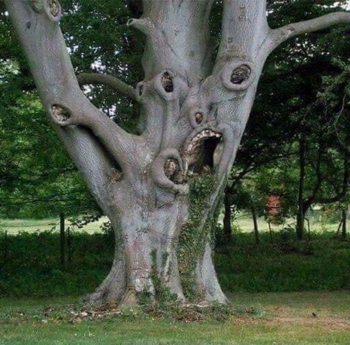 The horrifying almostface on this tree 9GAG