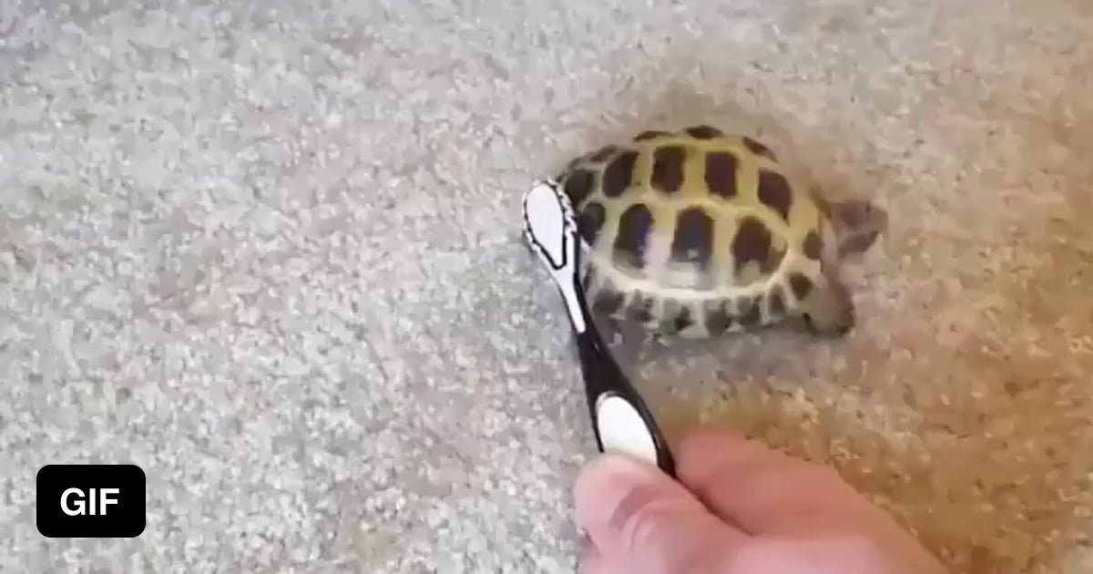 Funny turtle - 9GAG