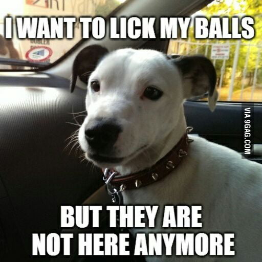 Lick My Balls Meme.