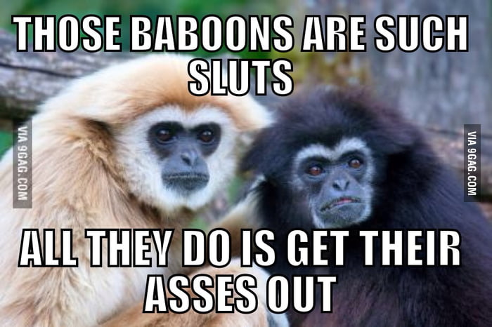 For the person that wanted this meme: judgemental monkeys - 9GAG